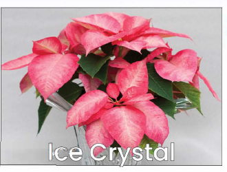 Triple Ice Crystal Poinsettia Main Image